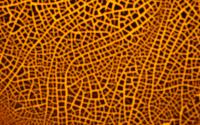 Yeastles-Orange [By.Cor][1440x900]